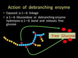 Action of debranching enzyme
• Exposed α 1—6 linkage
• α 1—6 Glucosidase or debranching enzyme
hydrolyses α 1—6 bond and releases free
glucose
Free Glucose
 