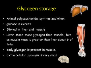 Glycogen storage
• Animal polysaccharide synthesized when
• glucose is excess
• Stored in liver and muscle
• Liver store more glycogen than muscle , but
as muscle mass is greater than liver about ¾ of
total
• body glycogen is present in muscle.
• Extra cellular glycogen is very small
 