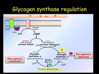 Glycogen synthase regulation
 