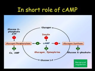 In short role of cAMP
 