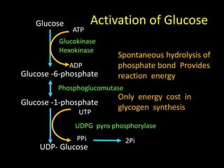 Activation of GlucoseGlucose
Glucose -1-phosphate
UDP- Glucose
ATP
ADP
Glucokinase
Hexokinase
UTP
PPi 2Pi
UDPG pyro phosphorylase
Spontaneous hydrolysis of
phosphate bond Provides
reaction energy
Only energy cost in
glycogen synthesis
Glucose -6-phosphate
Phosphoglucomutase
 