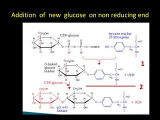 1
2
Addition of new glucose on non reducing end
 