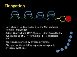 Elongation
• New glucosyl units are added to the Non-reducing
terminal of glycogen
• Active Glucosyl unit UDP-Glucose is transferred to the
hydoxyl group of C—4 forming α - 1—4 glycosidic
link
• Reaction is catalyzed by glycogen synthase
• Glycogen synthase is Key regulatory enzyme in
glycogen synthesis.
OOOOOO
GlucoseGlucoseGlucoseGlucose
 