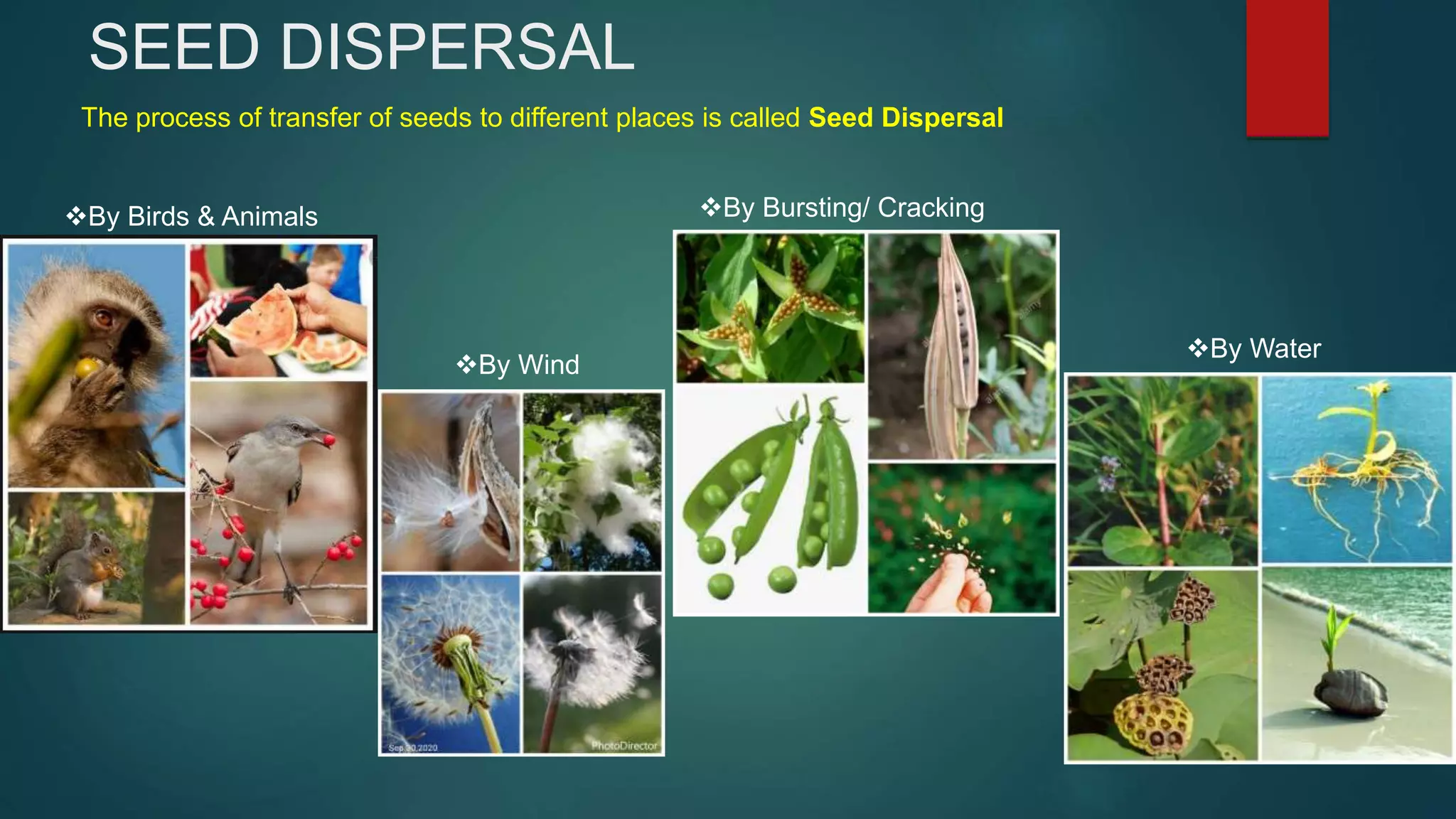 DAV Class 5 Plants | PPTX