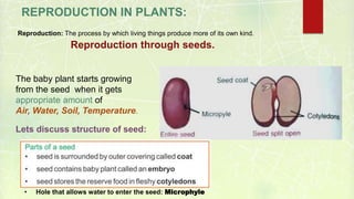 DAV Class 5 Plants | PPTX