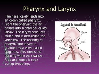 Pharynx and Larynx The nasal cavity leads into an organ called pharynx. From the pharynx, the air passes into a chamber called larynx. The larynx produces sound and is also called the voice box. The opening of pharynx into larynx is guarded by a valve called epiglottis. This closes the opening while we swallow food and keeps it open during breathing. 