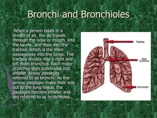 Bronchi and Bronchioles When a person takes in a breath of air, the air travels through the nose or mouth, into the larynx, and then into the trachea, which is the main passageway into the lungs. The trachea divides into a right and left main bronchus. Each major bronchus then subdivides into smaller airway passages referred to as bronchi. As the airway passages make their way out to the lung tissue, the passages become smaller and are referred to as bronchioles.  
