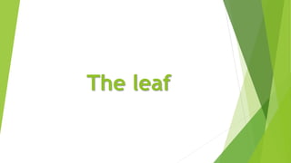 The leaf
 