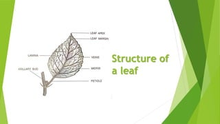 The Leaf - I | PPTX