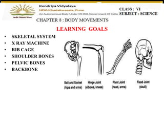 LEARNING GOALS
• SKELETAL SYSTEM
• X RAY MACHINE
• RIB CAGE
• SHOULDER BONES
• PELVIC BONES
• BACKBONE
 