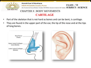 CARTILAGE
• Part of the skeleton that is not hard as bones and can be bent, is cartilage.
• They are found in the upper part of the ear, the tip of the nose and at the tips
of long bones.
 