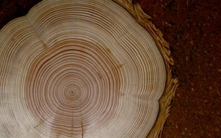 Cross Dating Tree Rings Process GEOG3839_6_CrossDating | PDF