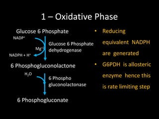 1 – Oxidative Phase
Glucose 6 Phosphate
6 Phosphogluconolactone
6 Phosphogluconate
Glucose 6 Phosphate
dehydrogenase
6 Phospho
gluconolactonase
NADP+
NADPH + H+
H2O
Mg+2
• Reducing
equivalent NADPH
are generated
• G6PDH is allosteric
enzyme hence this
is rate limiting step
 