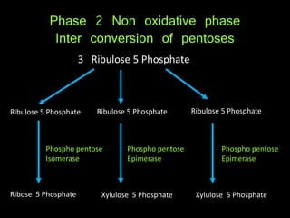 Phase 2 Non oxidative phase
Inter conversion of pentoses
Ribulose 5 Phosphate Ribulose 5 Phosphate Ribulose 5 Phosphate
Ribose 5 Phosphate Xylulose 5 Phosphate Xylulose 5 Phosphate
Phospho pentose
Isomerase
Phospho pentose
Epimerase
Phospho pentose
Epimerase
3 Ribulose 5 Phosphate
 