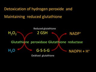 H2O2
H2O
2 GSH
G-S-S-G
Reduced glutathione
Oxidised glutathione
Glutathione peroxidase Glutathione reductase
NADP+
NADPH + H+
Detoxication of hydrogen peroxide and
Maintaining reduced glutathione
 