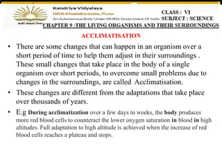 ACCLIMATISATION
• There are some changes that can happen in an organism over a
short period of time to help them adjust in their surroundings .
These small changes that take place in the body of a single
organism over short periods, to overcome small problems due to
changes in the surroundings, are called Acclimatisation.
• These changes are different from the adaptations that take place
over thousands of years.
• E.g During acclimatization over a few days to weeks, the body produces
more red blood cells to counteract the lower oxygen saturation in blood in high
altitudes. Full adaptation to high altitude is achieved when the increase of red
blood cells reaches a plateau and stops.
 