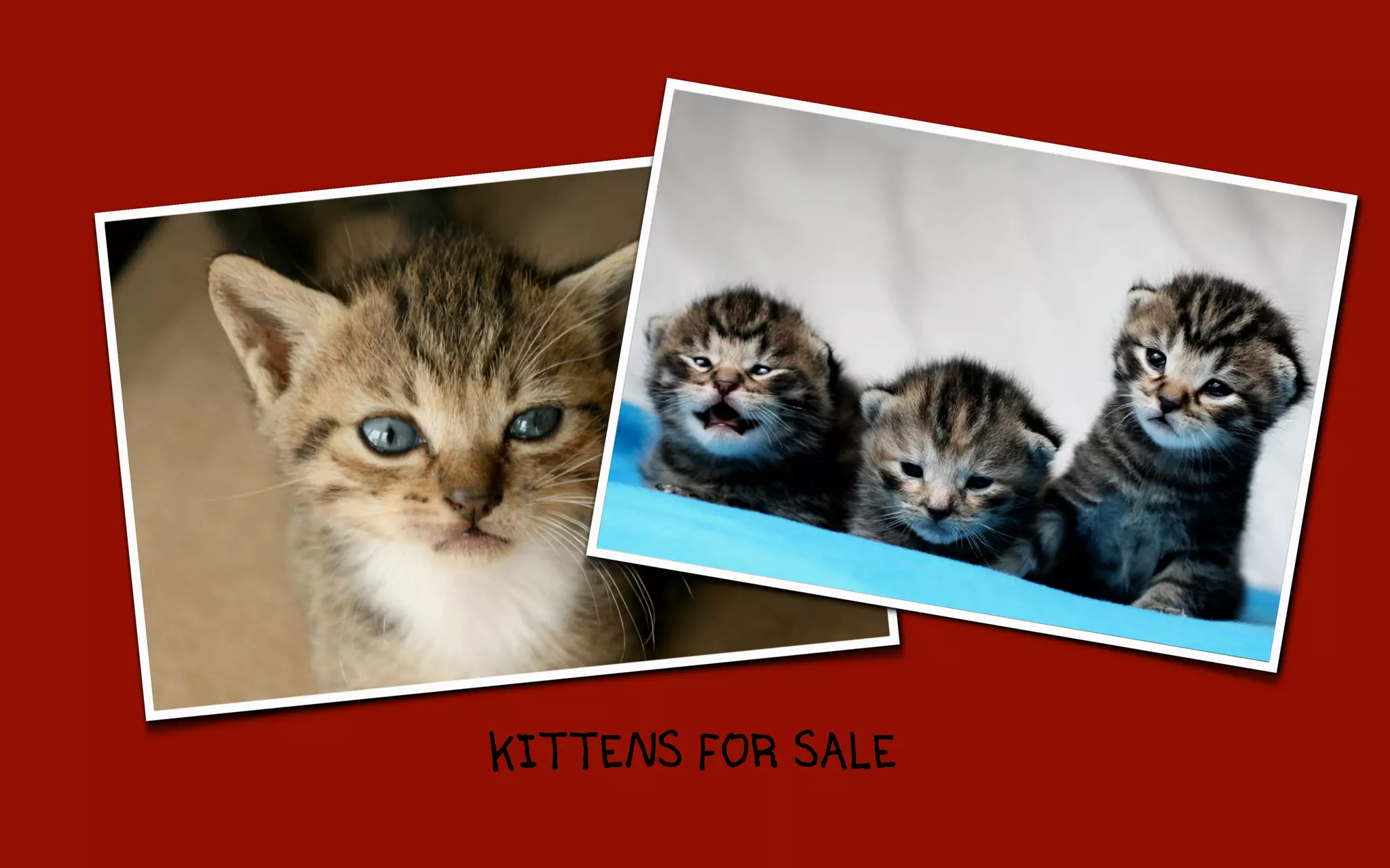 KITTENS FOR SALE
 