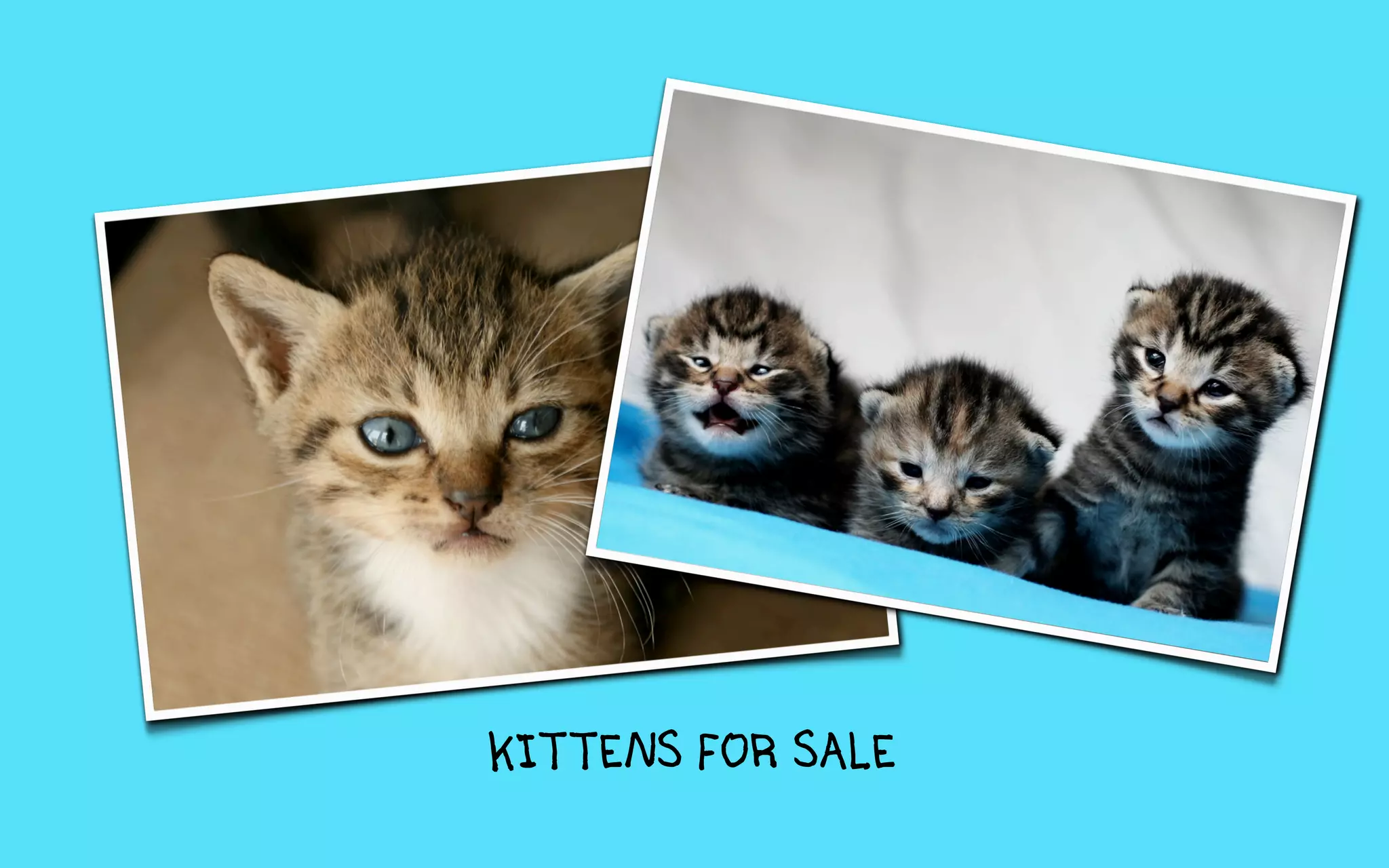 KITTENS FOR SALE
 