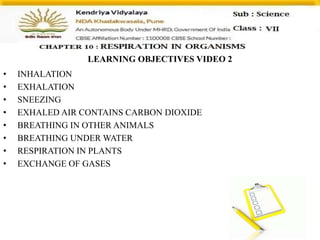 LEARNING OBJECTIVES VIDEO 2
• INHALATION
• EXHALATION
• SNEEZING
• EXHALED AIR CONTAINS CARBON DIOXIDE
• BREATHING IN OTHER ANIMALS
• BREATHING UNDER WATER
• RESPIRATION IN PLANTS
• EXCHANGE OF GASES
 