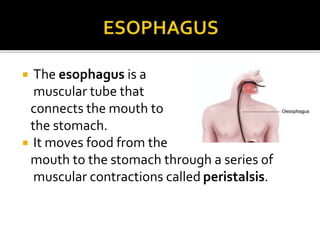  The esophagus is a
muscular tube that
connects the mouth to
the stomach.
 It moves food from the
mouth to the stomach through a series of
muscular contractions called peristalsis.
 