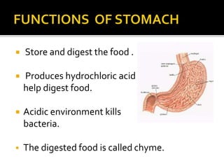  Store and digest the food .
 Produces hydrochloric acid and enzymes to
help digest food.
 Acidic environment kills
bacteria.
 The digested food is called chyme.
 