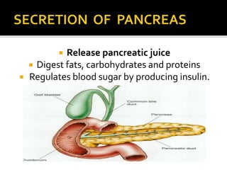  Release pancreatic juice
 Digest fats, carbohydrates and proteins
 Regulates blood sugar by producing insulin.
 