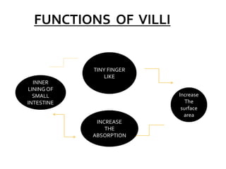 TINY FINGER
LIKE
Increase
The
surface
area
INCREASE
THE
ABSORPTION
INNER
LINING OF
SMALL
INTESTINE
 