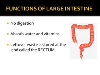  No digestion
 Absorb water and vitamins.
 Leftover waste is stored at the
end called the RECTUM.
 