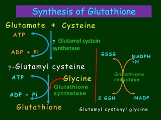 glutathione and glycine Glutathione is called the body's master antioxidant: - protects against  oxidative stress - has anti-... - Siim Land main image 0