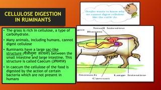 NUTRITION IN ANIMALS | PPTX