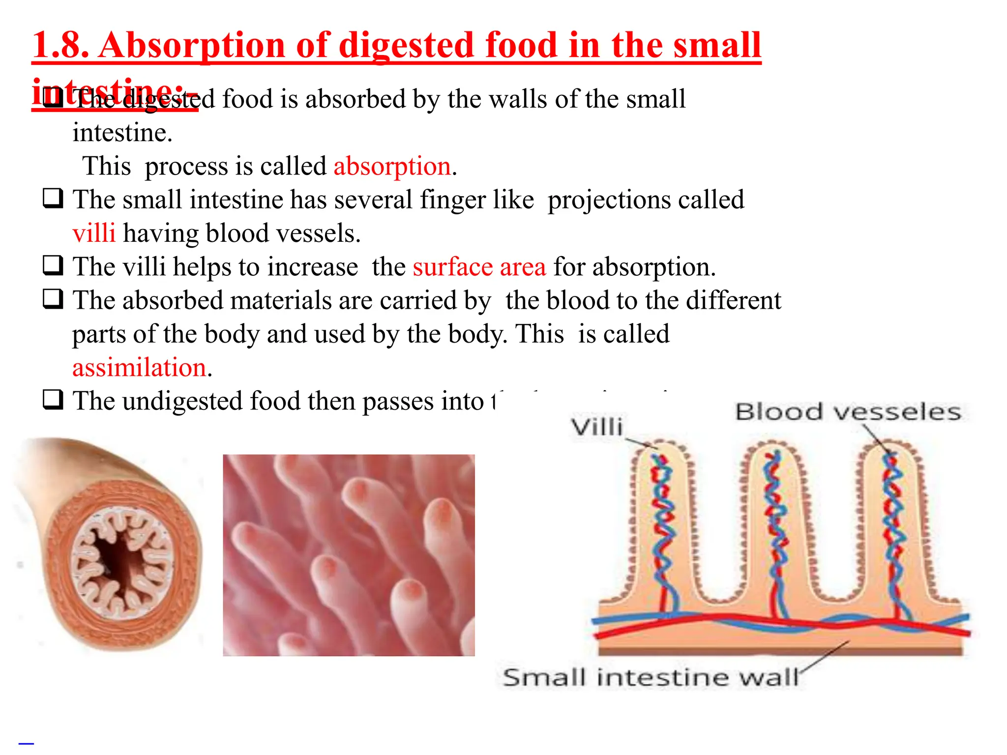 class7sciencechapter2-nutritioninanimals.pptx