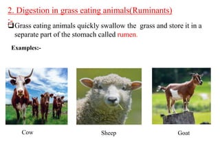 class7sciencechapter2-nutritioninanimals.pptx