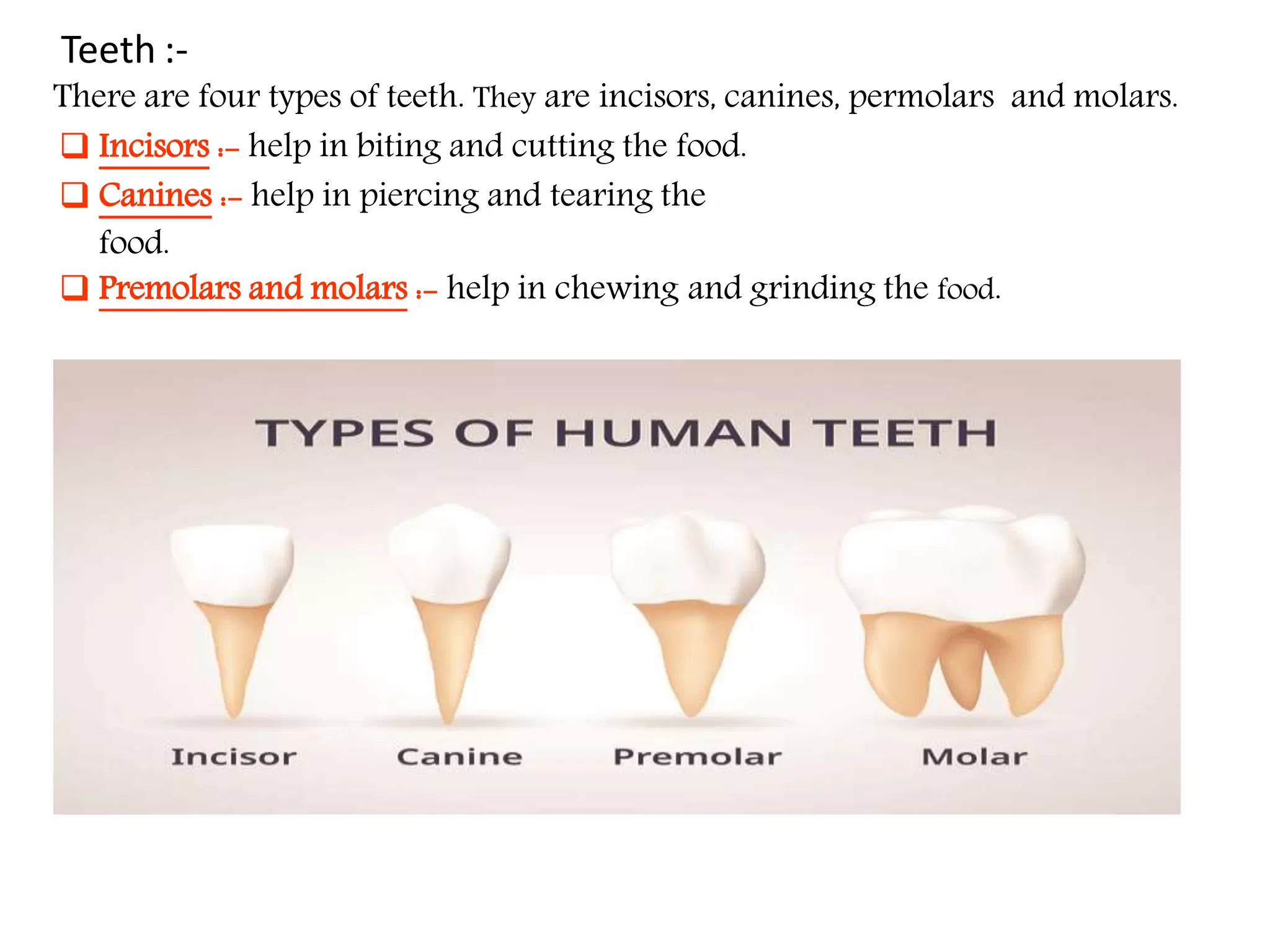 Nutrition in Animals, Class 7, Science Chapter-2