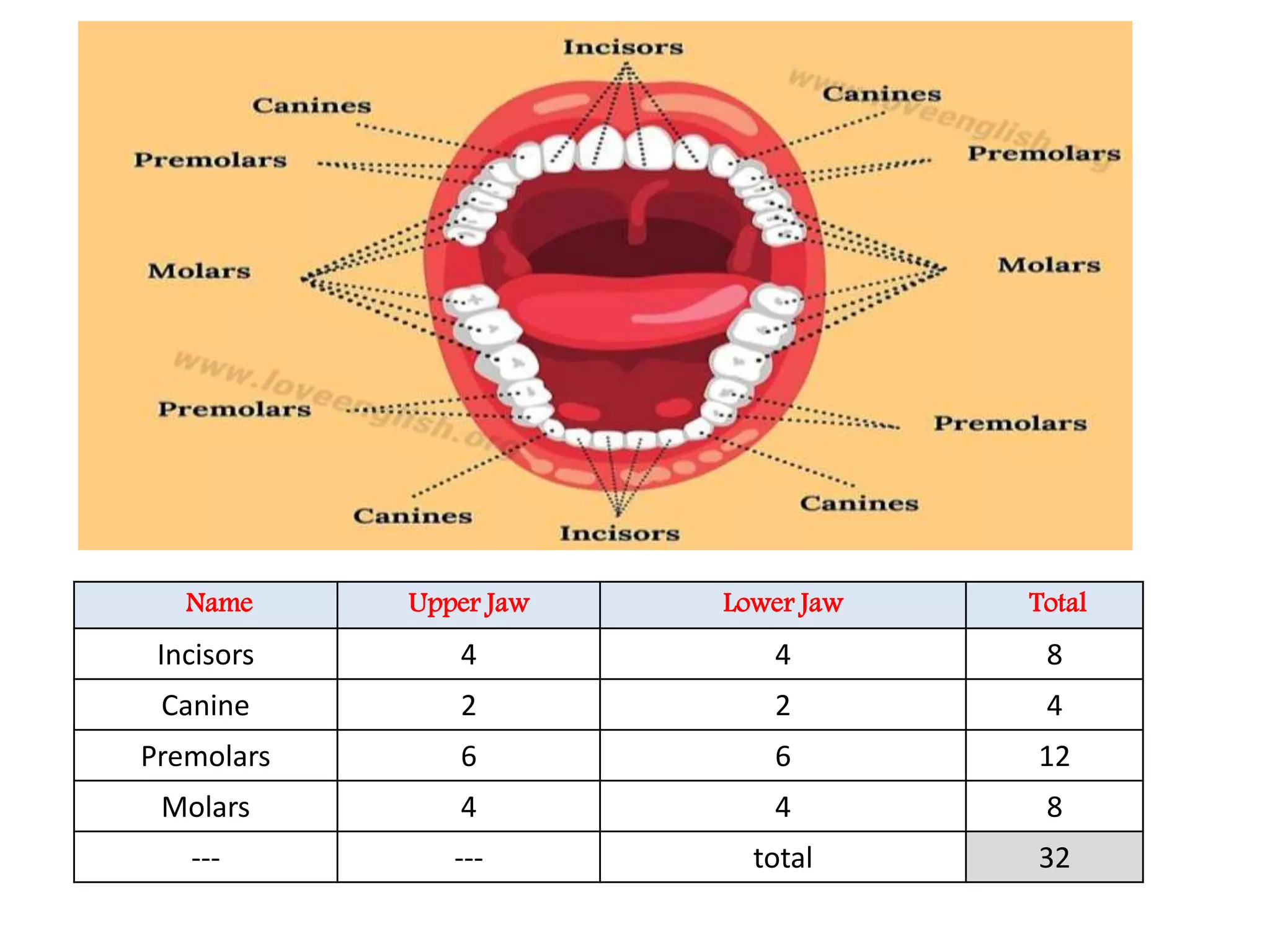 Nutrition in Animals, Class 7, Science Chapter-2