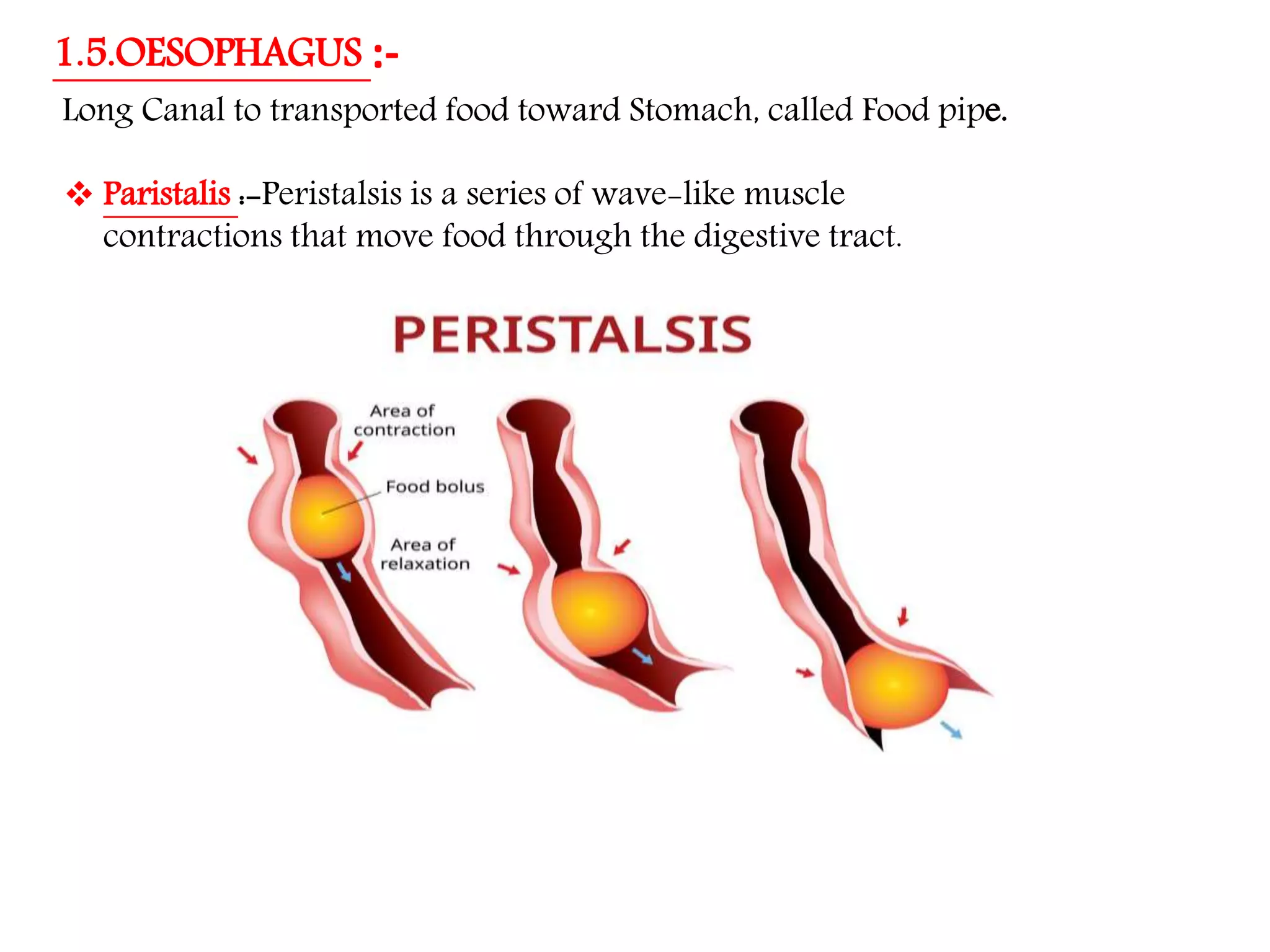 Nutrition in Animals, Class 7, Science Chapter-2