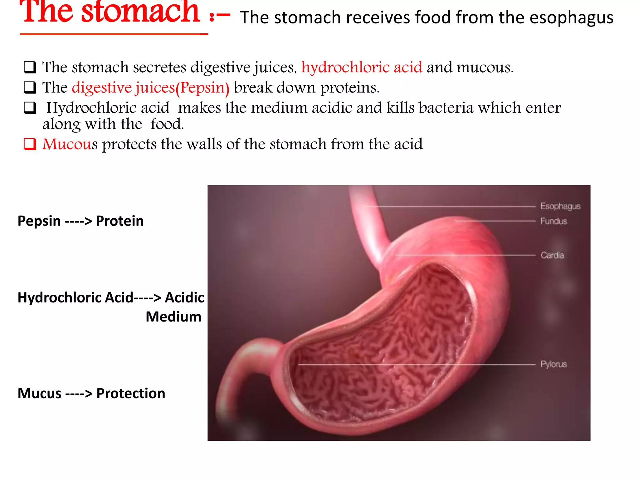 Nutrition in Animals, Class 7, Science Chapter-2