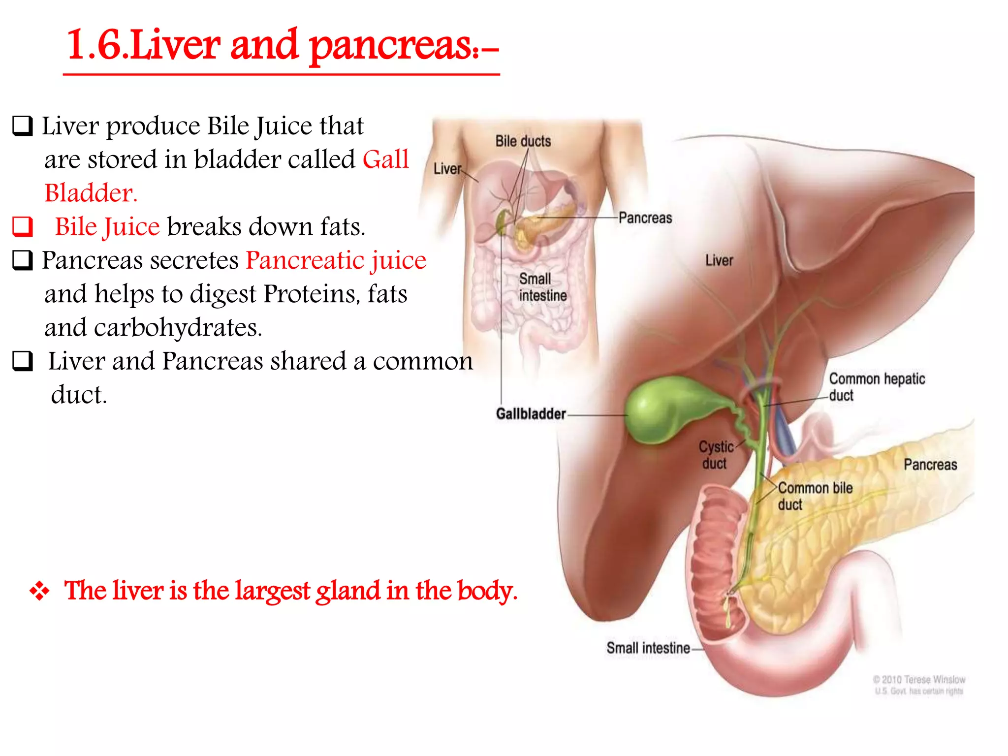 Nutrition in Animals, Class 7, Science Chapter-2