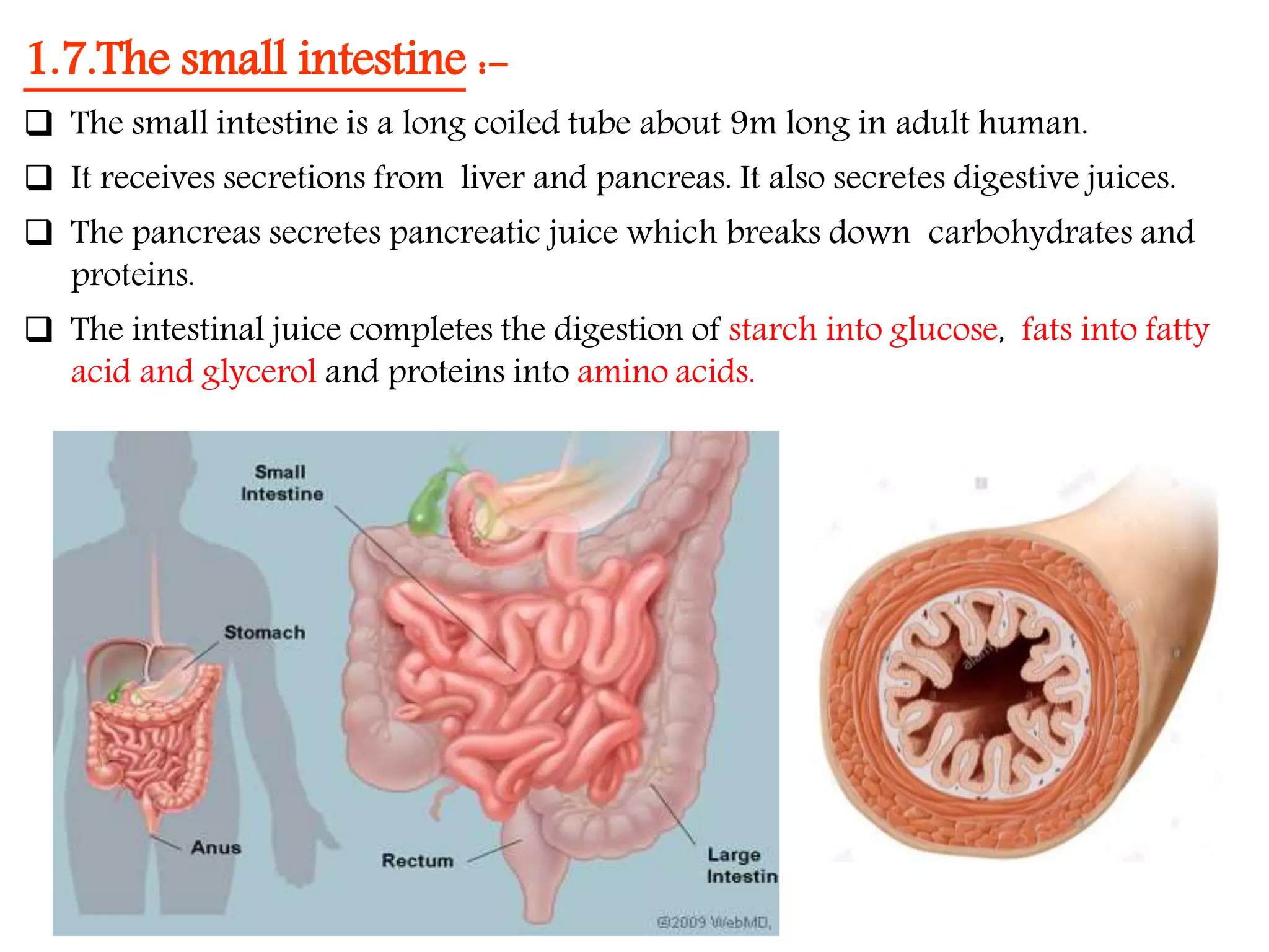 Nutrition in Animals, Class 7, Science Chapter-2