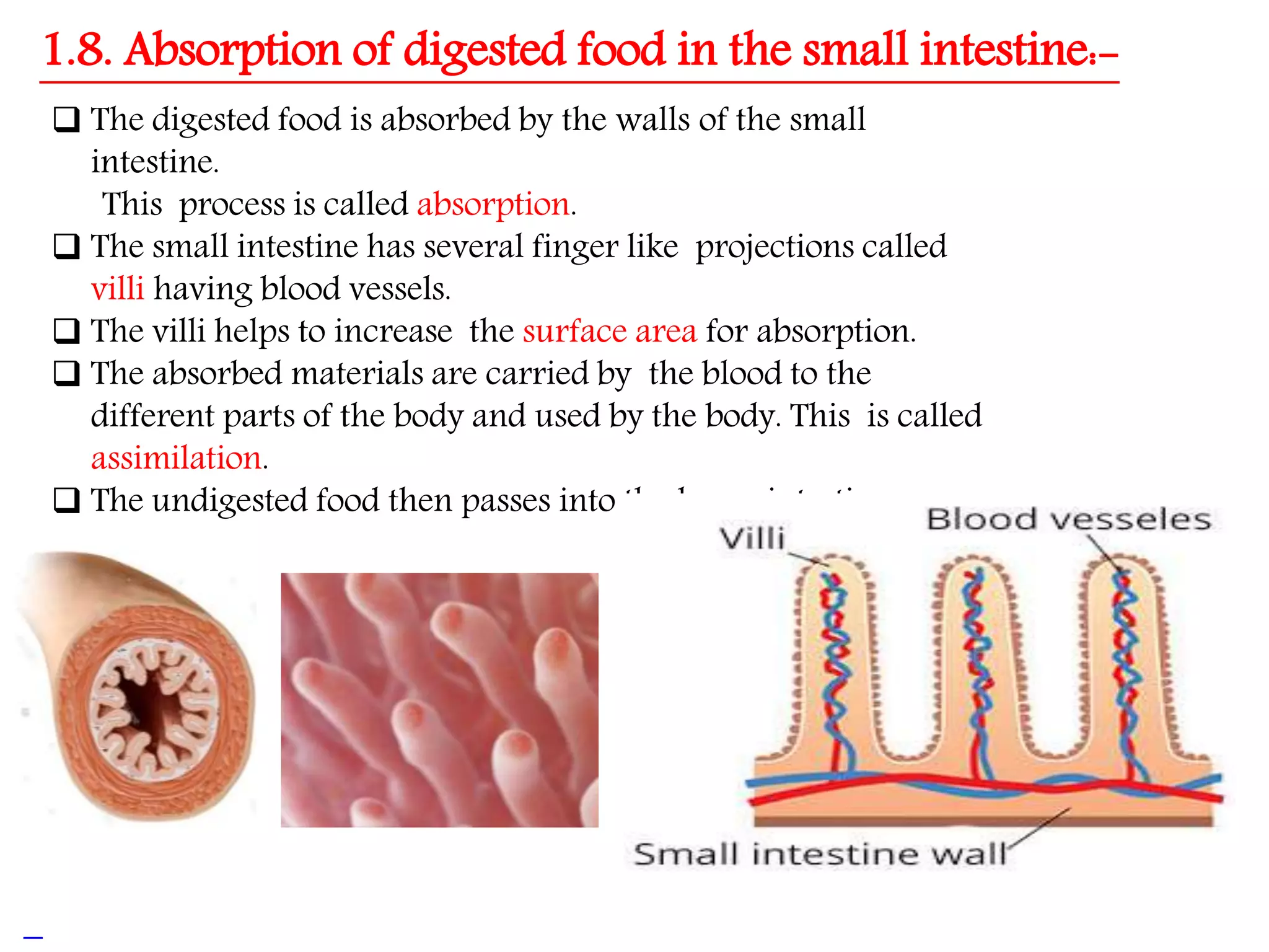 Nutrition in Animals, Class 7, Science Chapter-2