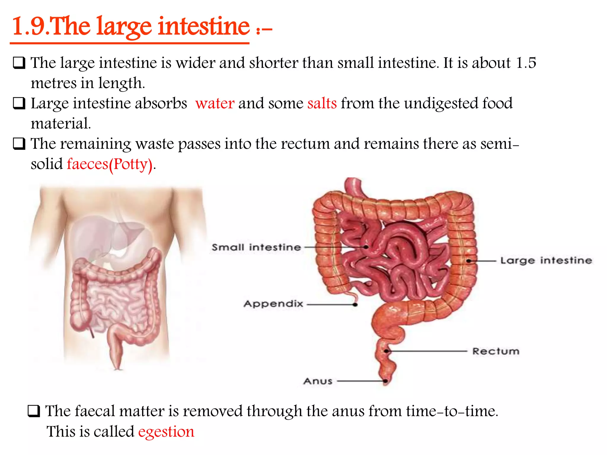 Nutrition in Animals, Class 7, Science Chapter-2