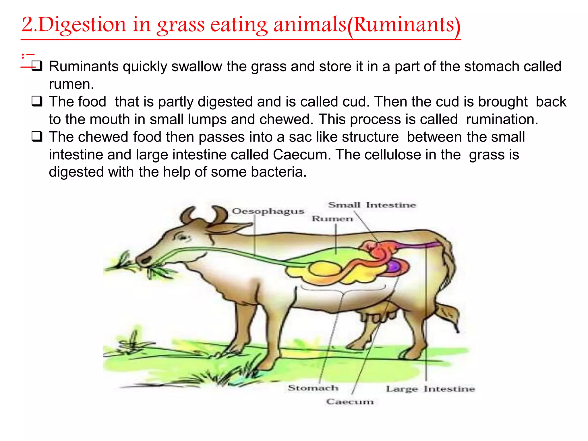 Nutrition in Animals, Class 7, Science Chapter-2