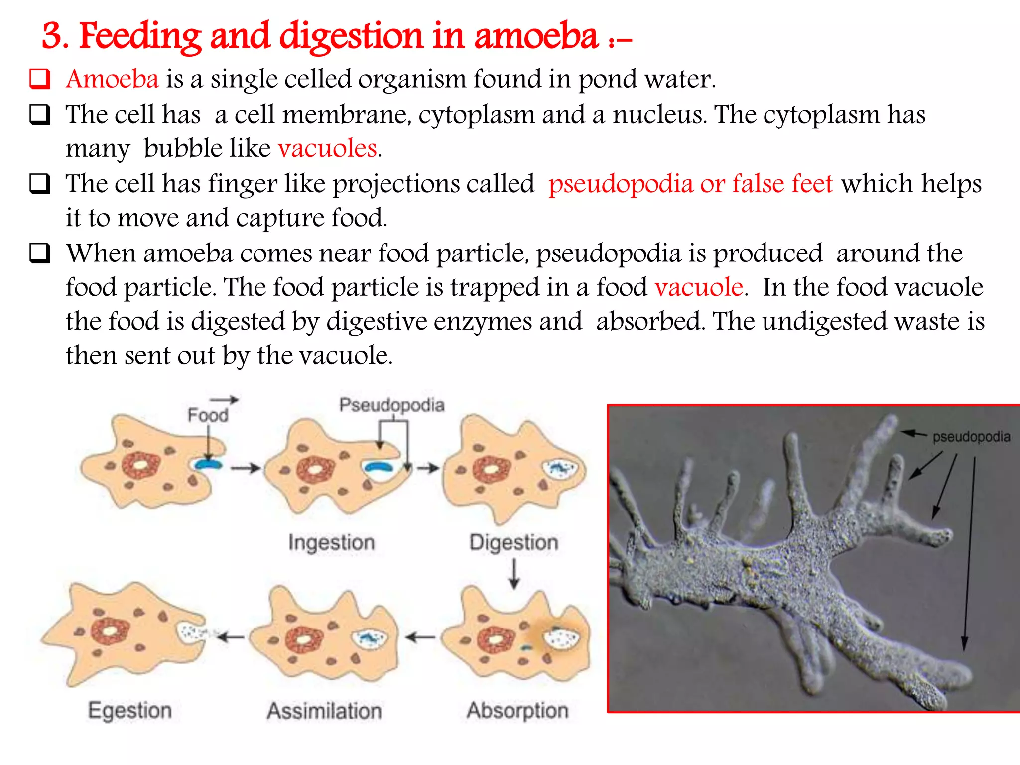 Nutrition in Animals, Class 7, Science Chapter-2
