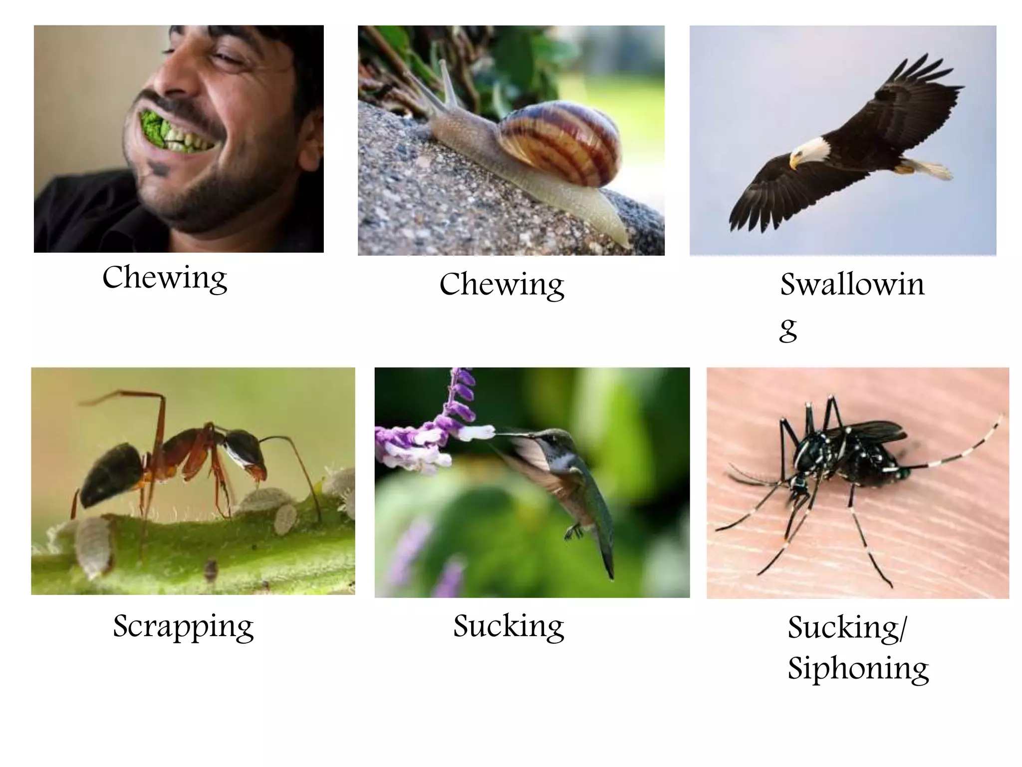 Nutrition in Animals, Class 7, Science Chapter-2