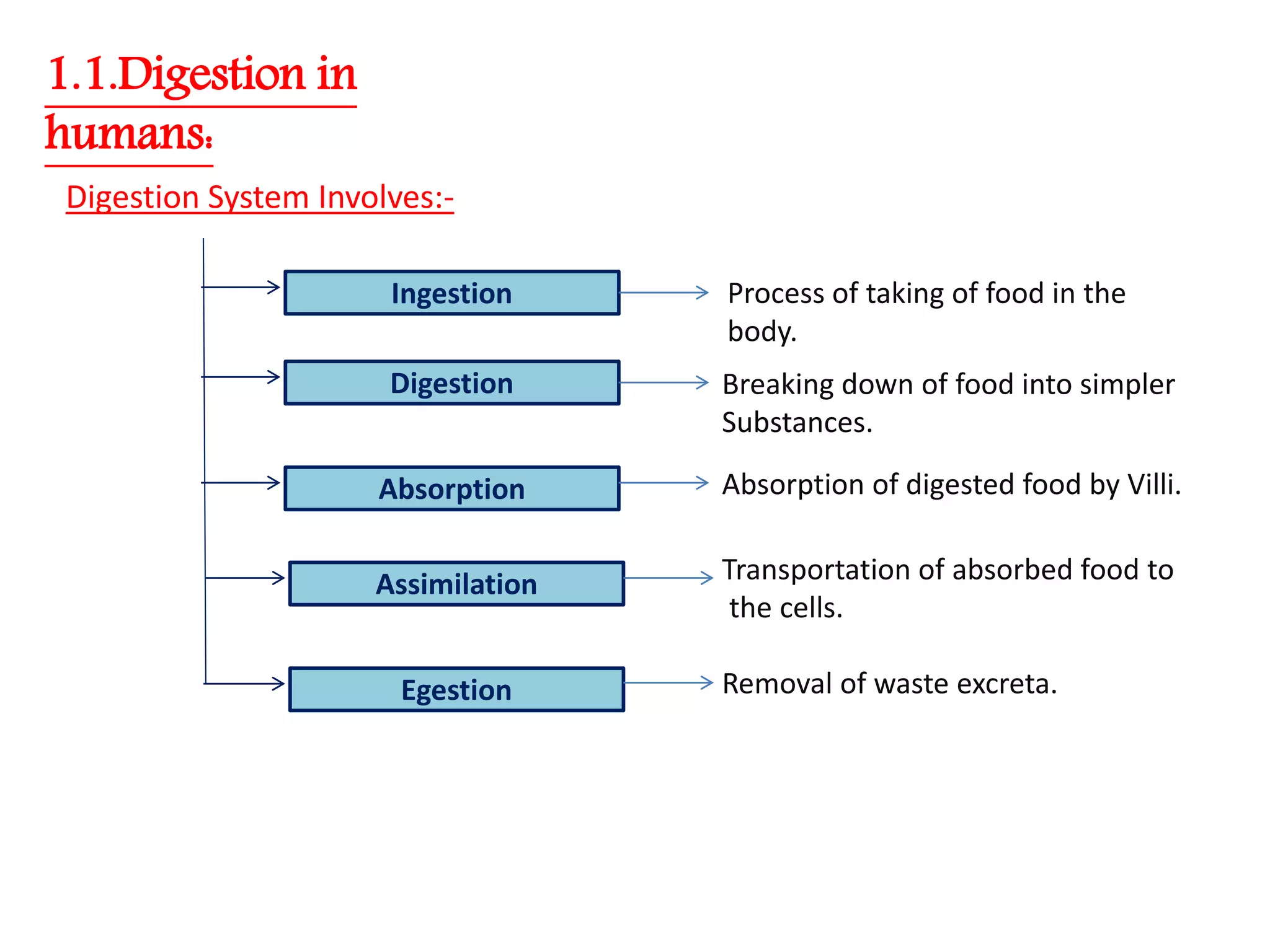 Nutrition in Animals, Class 7, Science Chapter-2