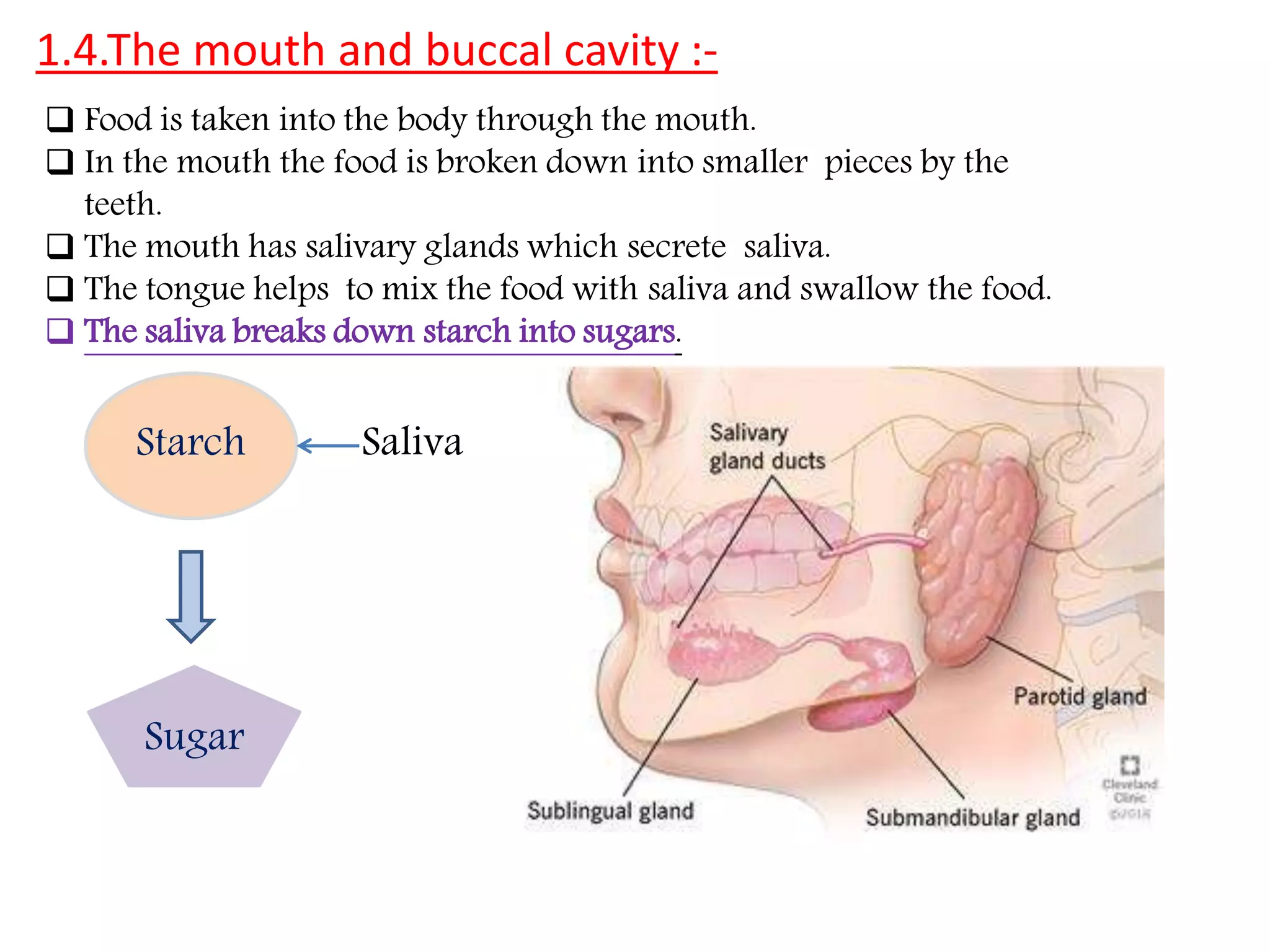 Nutrition in Animals, Class 7, Science Chapter-2