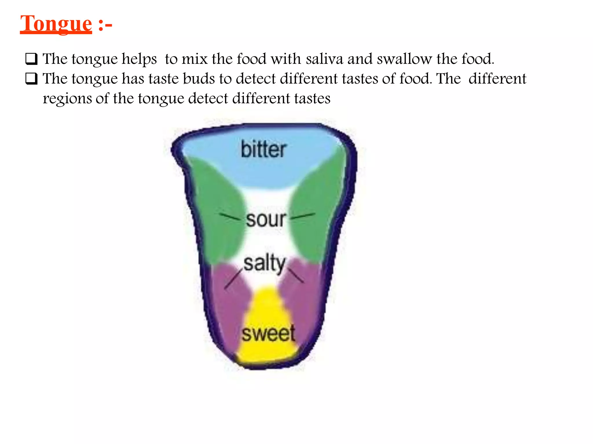 Nutrition in Animals, Class 7, Science Chapter-2