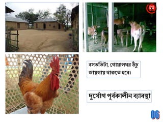 বসিব্রভটা, শ্রগায়ালঘর উঁচু
জায়গায় র্থাক্নি হনব।
দুন্যাগ পূবযক্ালীে বযাবস্থা
 