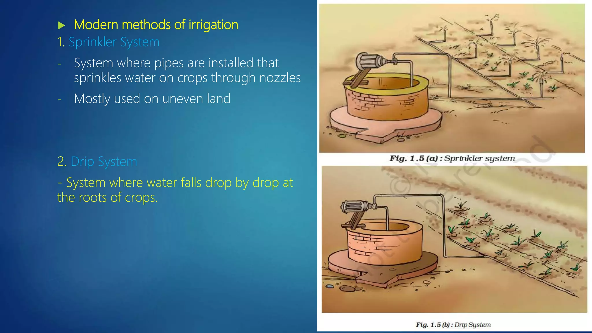  Modern methods of irrigation
1. Sprinkler System
- System where pipes are installed that
sprinkles water on crops through nozzles
- Mostly used on uneven land
2. Drip System
- System where water falls drop by drop at
the roots of crops.
 