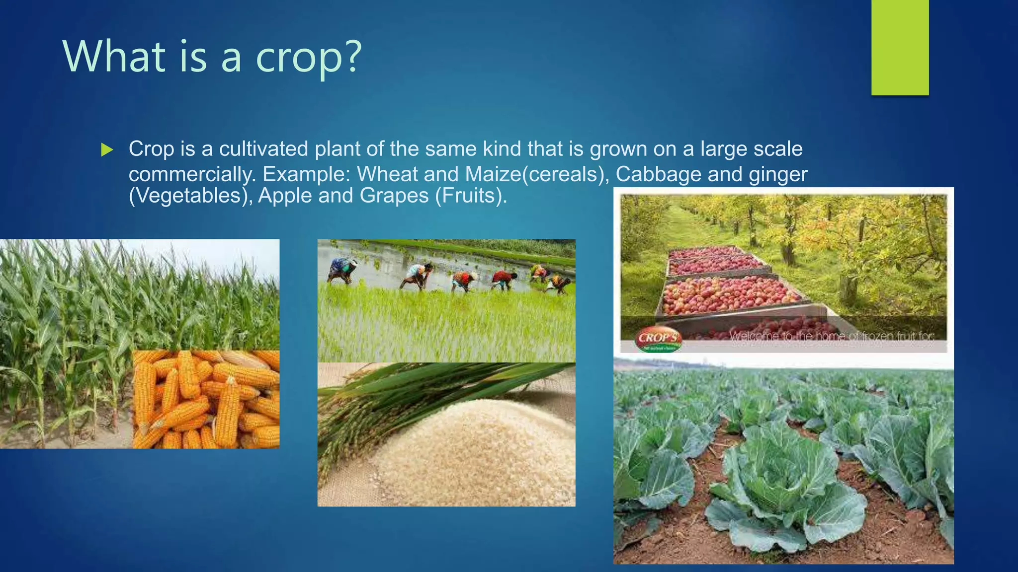 What is a crop?
 Crop is a cultivated plant of the same kind that is grown on a large scale
commercially. Example: Wheat and Maize(cereals), Cabbage and ginger
(Vegetables), Apple and Grapes (Fruits).
 