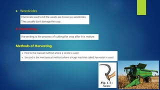  Weedicides
6. Harvesting
Methods of Harvesting
 